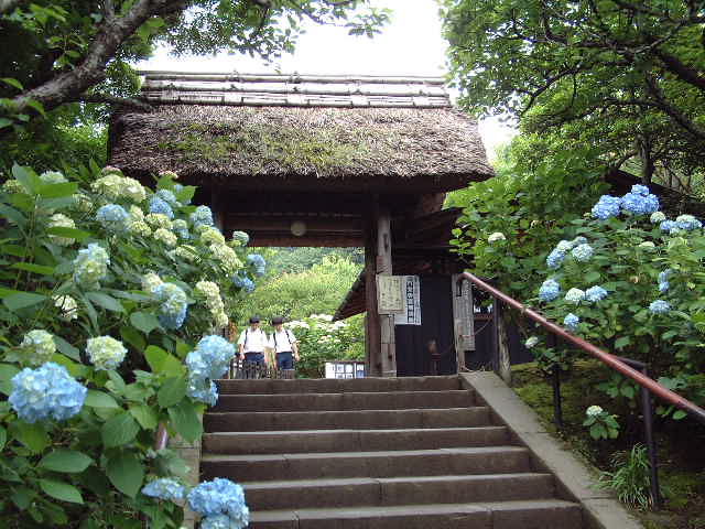 東慶寺のアジサイ