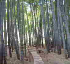 報国寺の竹林