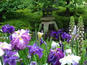 ④長谷寺の花ショウブ