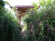 ④海蔵寺山門のハギ３