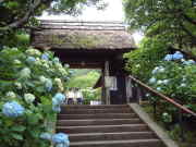 ①東慶寺の山門のアジサイ