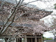 ⑦光明寺の山門のサクラ