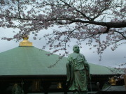 ⑤長勝寺のサクラ