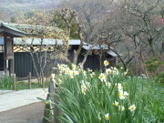 ④東慶寺のスイセン３