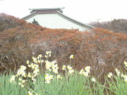 ⑦海蔵寺のスイセン3