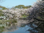 ⑩鶴岡八幡宮源平池のサクラ