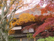 ④海蔵寺の紅葉2